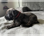 Small Photo #1 Cane Corso Puppy For Sale in MAYVILLE, WI, USA