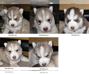Siberian Husky Puppy for sale in KENNEWICK, WA, USA