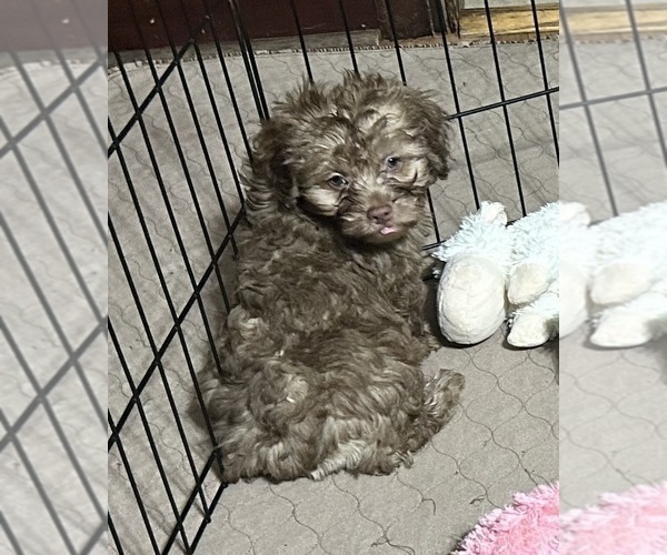Medium Photo #6 Shih Tzu Puppy For Sale in GLOUCESTER, VA, USA