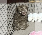 Max - Male Shih Tzu Puppy for Sale - Photo #6