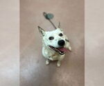 Small Australian Cattle Dog