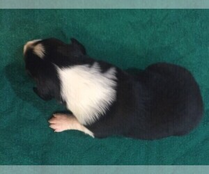 Australian Shepherd Puppy for sale in JURUPA VALLEY, CA, USA