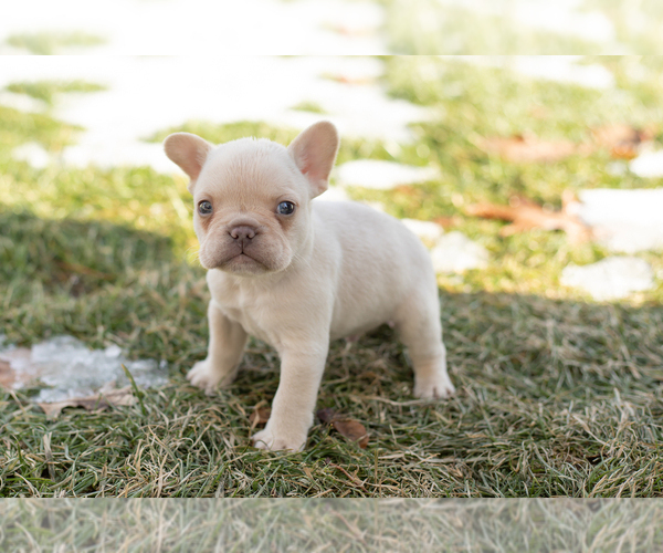 Medium Photo #1 French Bulldog Puppy For Sale in NAPPANEE, IN, USA