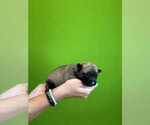 Small #2 Belgian Malinois