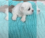 Small Photo #13 Zuchon Puppy For Sale in THURMAN, OH, USA