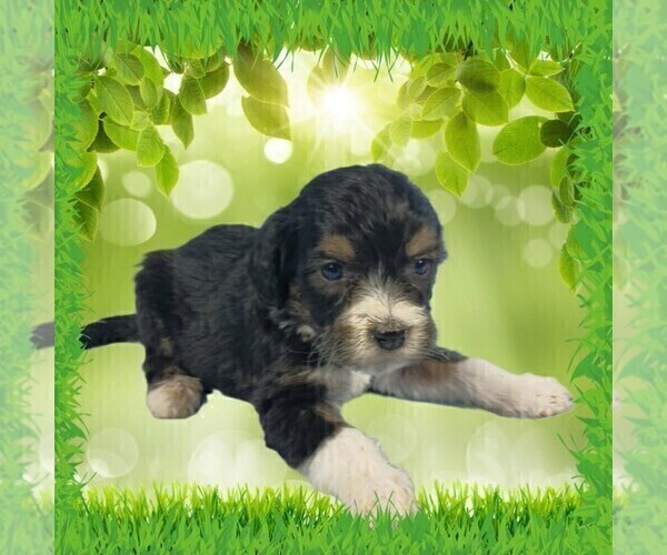 Medium Photo #47 Bernedoodle (Miniature) Puppy For Sale in BLACK FOREST, CO, USA