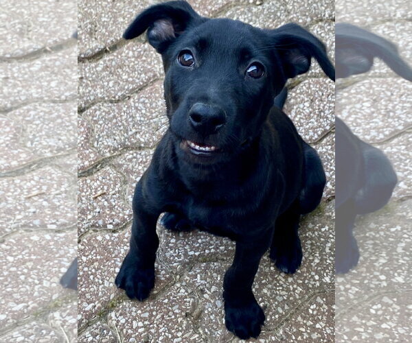 Medium Photo #1 Labrador Retriever-Unknown Mix Puppy For Sale in Hillsboro, MO, USA