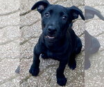 Small Labrador Retriever Mix