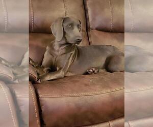 Mother of the Weimaraner puppies born on 09/04/2022