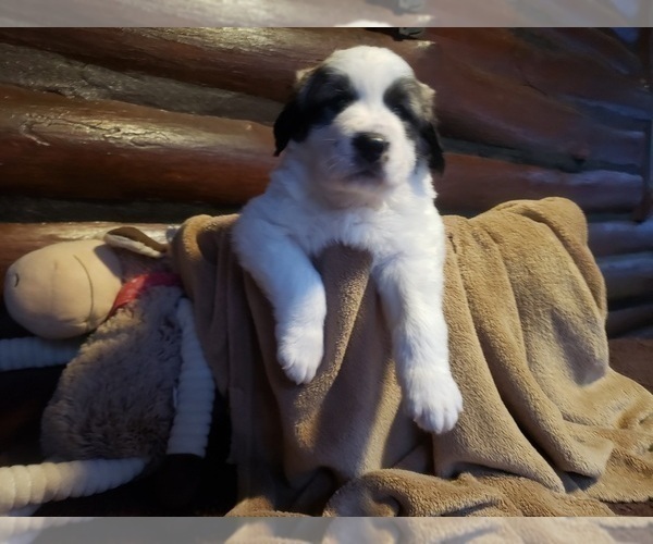 Medium Photo #1595 Anatolian Shepherd-Maremma Sheepdog Mix Puppy For Sale in LECANTO, FL, USA