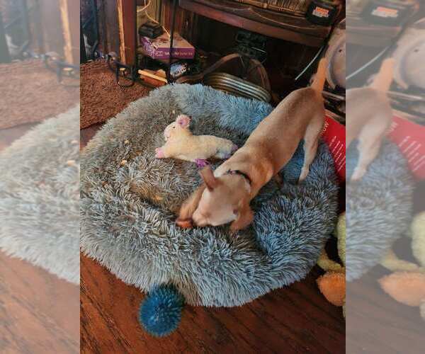 Medium Photo #6 Jack Chi Puppy For Sale in Buffalo, MN, USA