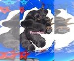 Small #3 Rottweiler