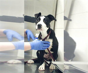 Mutt Dogs for adoption in Fayetteville, NC, USA