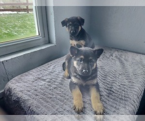 German Shepherd Dog Puppy for sale in FILLMORE, NY, USA