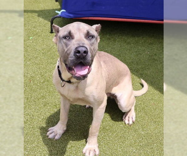 Medium Photo #2 Mastiff-Unknown Mix Puppy For Sale in Rockaway, NJ, USA