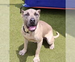 Small #1 Mastiff Mix