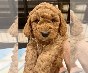 Cockapoo Puppy for sale in TUSTIN, CA, USA