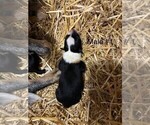 Puppy Male 1 Texas Heeler