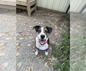 Johnny - Male Boxer-Unknown Mix Dog for Adoption - Photo #4