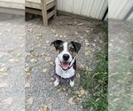 Small #3 Boxer Mix