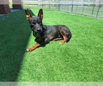 Small #1 German Shepherd Dog Mix