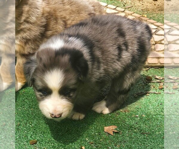 Medium Photo #1 Australian Shepherd Puppy For Sale in NELSON, VA, USA