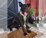 Small #4 Labrador Retriever Mix