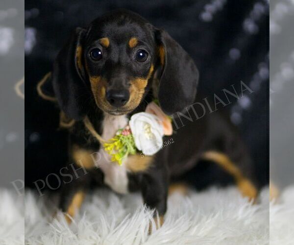 Medium Photo #52 Dachshund Puppy For Sale in WARSAW, IN, USA