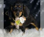 Small #3 Dachshund