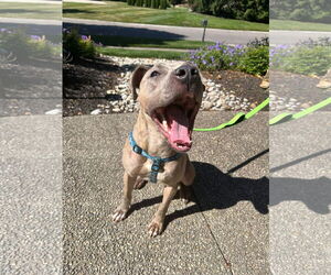 Catherine - Female American Pit Bull Terrier-Unknown Mix Dog for Adoption - Photo #8