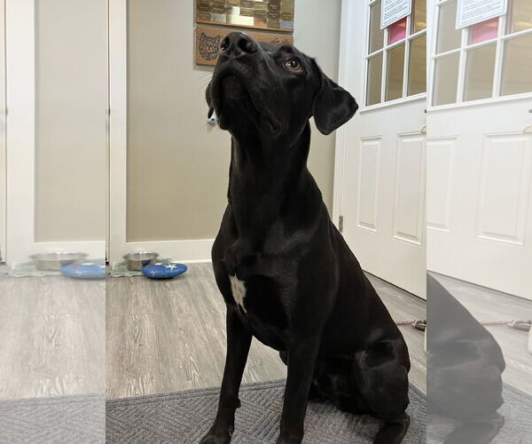 Medium Photo #4 Mutt Puppy For Sale in Emmett, ID, USA