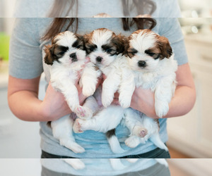 Shih Tzu Puppy for sale in HARRISONBURG, VA, USA
