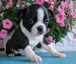 Small #8 Boston Terrier