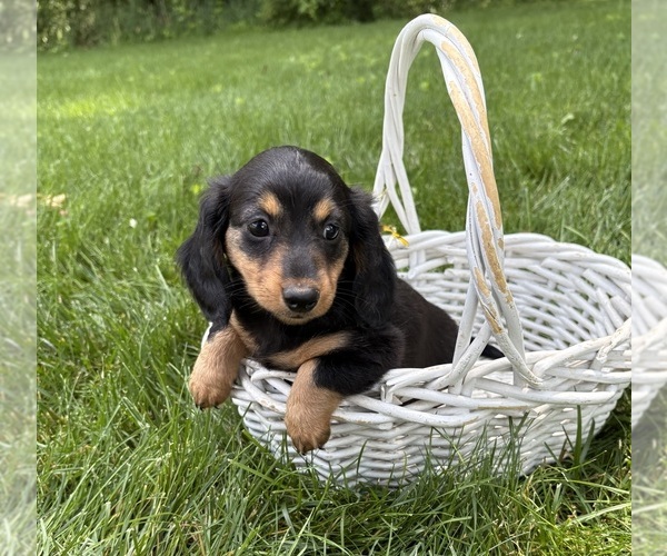 Medium Photo #3 Dachshund Puppy For Sale in MIDDLEBURY, IN, USA
