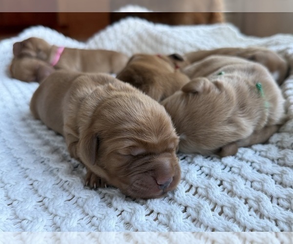 Medium Photo #3 Golden Retriever Puppy For Sale in DE PERE, WI, USA