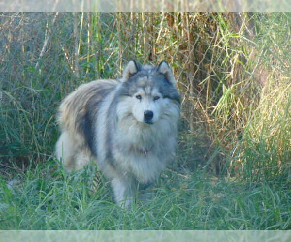 Medium Photo #4 Samoyed-Siberian Husky Mix Puppy For Sale in Pacific grove , CA, USA
