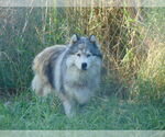 Small #3 Samoyed-Siberian Husky Mix