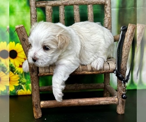 YorkiePoo Puppy for sale in CASSVILLE, MO, USA