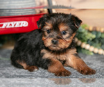 Puppy Poppy Yorkshire Terrier