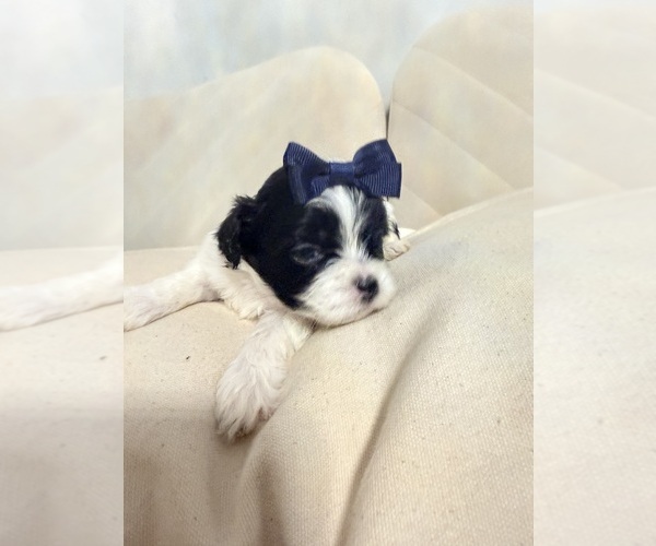 Medium Photo #3 Shih Tzu Puppy For Sale in LANCASTER, CA, USA