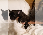 Small Photo #6 French Bulldog Puppy For Sale in COFFEYVILLE, KS, USA