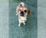 Small #2 Puggle