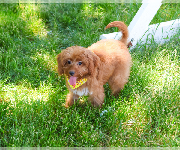 Medium Photo #7 Cavapoo (Miniature) Puppy For Sale in SYRACUSE, IN, USA