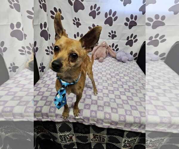 Medium Photo #2 Chihuahua-Unknown Mix Puppy For Sale in Metairie, LA, USA