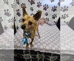Small #1 Chihuahua Mix