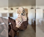 Puppy Puppy 1 Goldendoodle