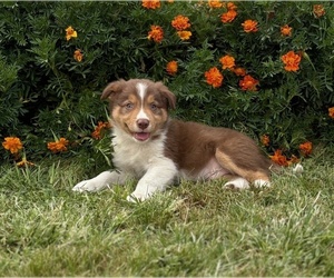 Medium Border Collie-Bordoodle Mix