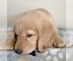 Small #5 Golden Retriever