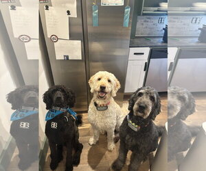 Lucky- very handsome boy - Male Poodle (Standard)-Unknown Mix Dog for Adoption - Photo #8