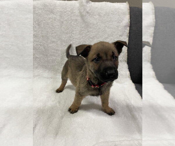 Medium Photo #3 Mutt Puppy For Sale in Imlay City, MI, USA